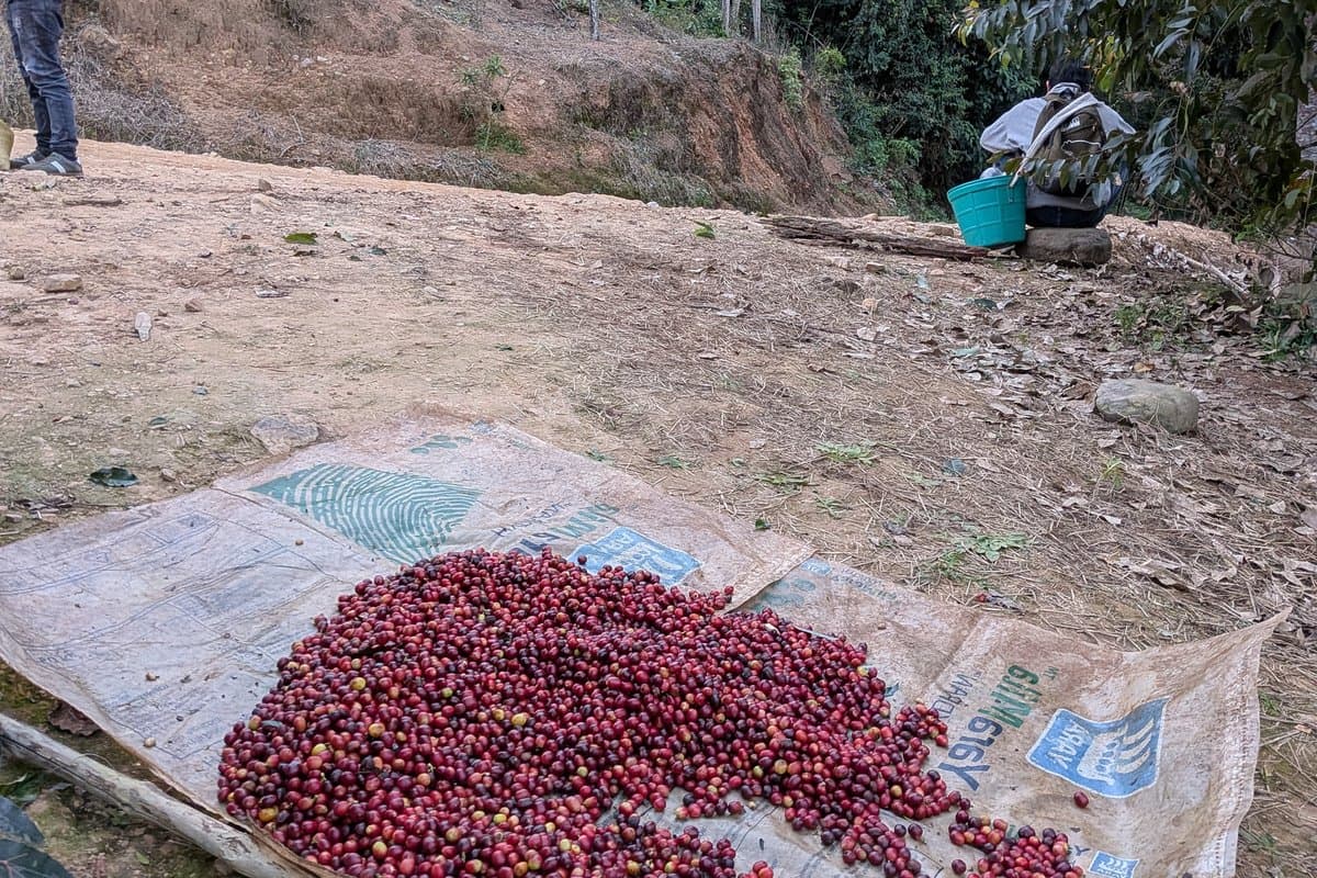 Coffee farm in Bolivia
